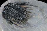 Spiny Leonaspsis Trilobite With - Top Quality #114575-4